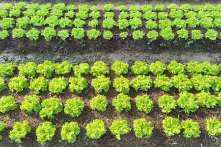 Growing organic vegetable farms for backgroundの写真素材