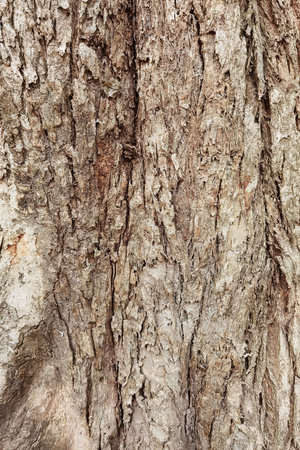 close up of tree bark texture for backgroundの写真素材