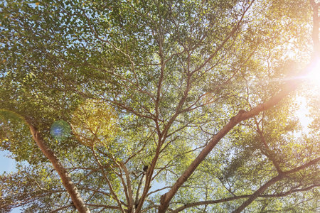 Landscape the big tree with nature backgroundの写真素材