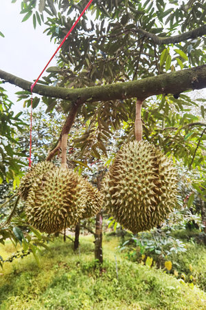 Close up of durians hanging on the tree