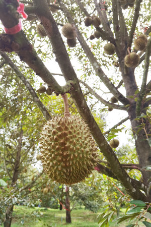 Close up of durians hanging on the treeの写真素材