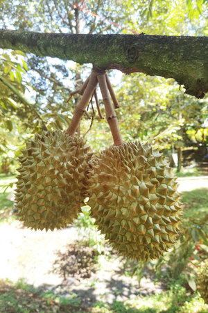 Close up of durians hanging on the treeの写真素材