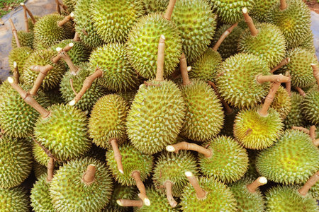 Top view of durian fruit on the floorの写真素材