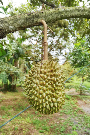Close up of durians hanging on the treeの写真素材