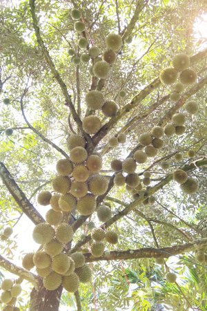 Close up of durians hanging on the tree