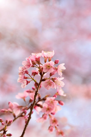 Phaya suae flower or sakura flower in Thailandの写真素材