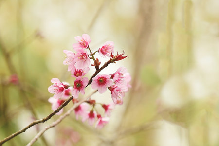 Phaya suae flower or sakura flower in Thailandの写真素材