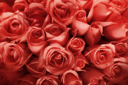 close up of rose for backgroundの写真素材