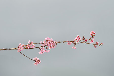 Phaya suae flower or sakura flower in Thailandの写真素材