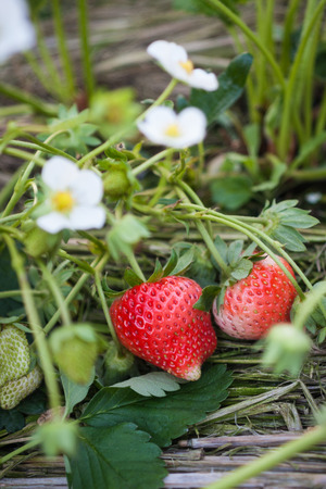 Strawberry Fieldsの写真素材