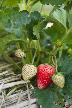 Strawberry Fieldsの写真素材