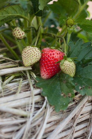 Strawberry Fieldsの写真素材
