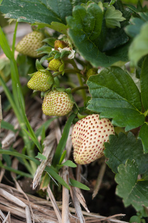 Strawberry Fieldsの写真素材