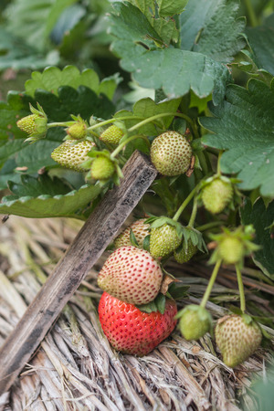 Strawberry Fieldsの写真素材