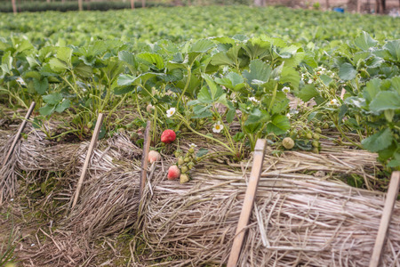 Strawberry Fieldsの写真素材