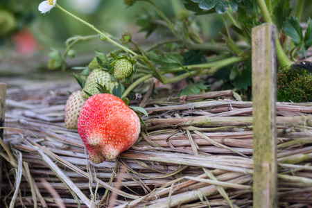 Strawberry Fieldsの写真素材