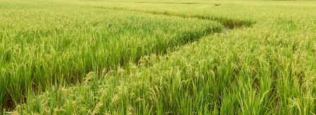 Rice farmの写真素材