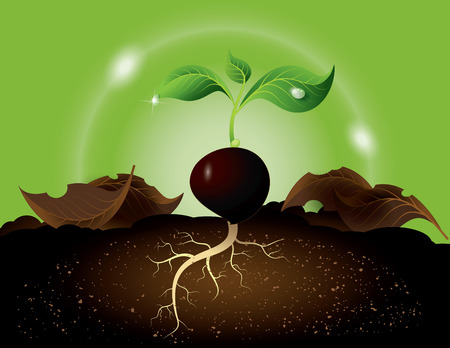 Green sprout growing from seedのイラスト素材