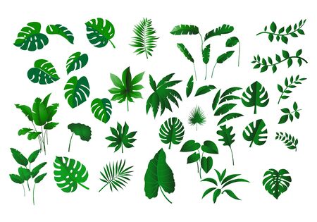 collection various of green Tropical leaves concept, isolated  elements on  white backgroundのイラスト素材