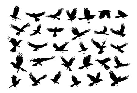 Set of different crows   ,hand drawn silhouette.のイラスト素材