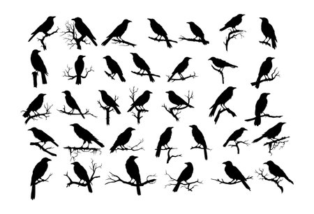 Set of different crows  on a branch ,hand drawn silhouette.のイラスト素材