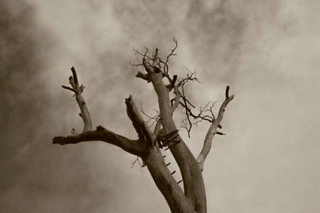 Dark Wood