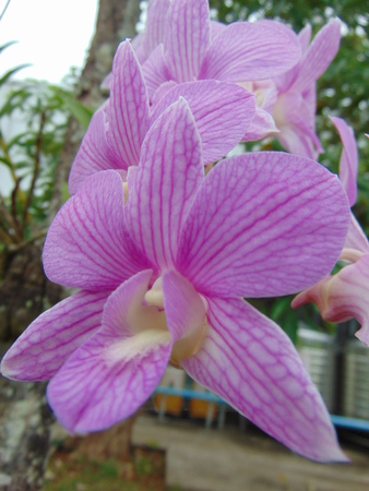 Orchid flower in northern Thailand.の写真素材
