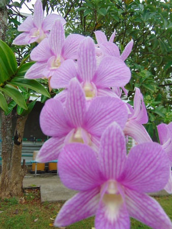Orchid flower in northern Thailand.の写真素材