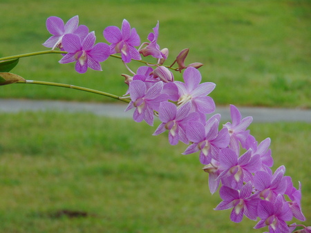 Orchid flower in northern Thailand.の写真素材