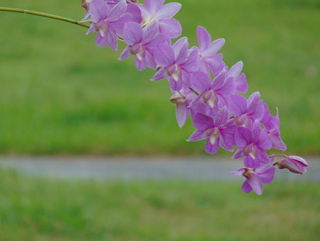 Orchid flower in northern Thailand.の写真素材