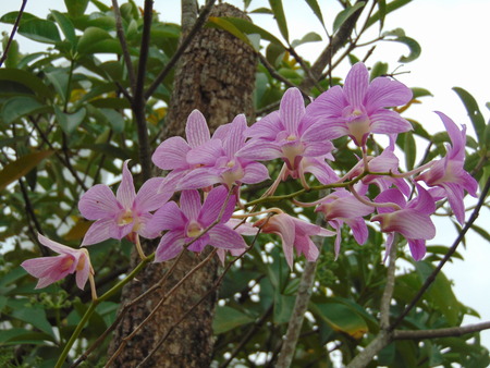 Orchid flower in northern Thailand.の写真素材