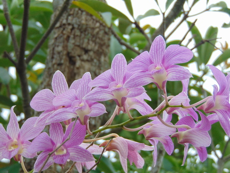 Orchid flower in northern Thailand.の写真素材