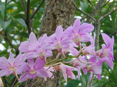 Orchid flower in northern Thailand.の写真素材