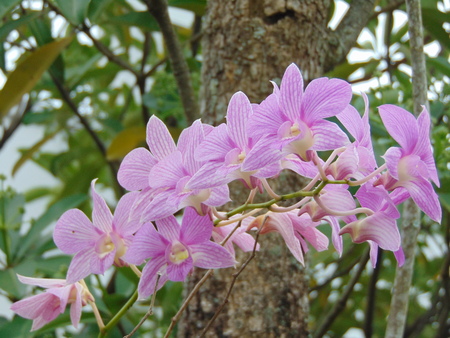 Orchid flower in northern Thailand.の写真素材