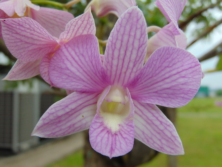 Orchid flower in northern Thailand.の写真素材