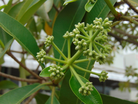 flower in Thailandの写真素材