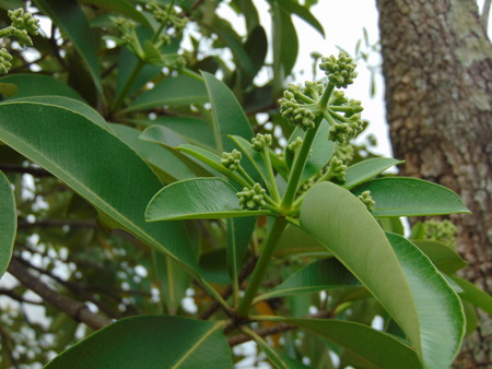 flower in Thailand.の写真素材