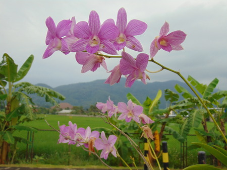 Orchid flower in northern Thailand.の写真素材