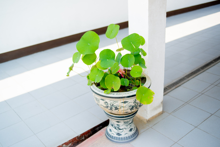 lotus plant pottingの写真素材