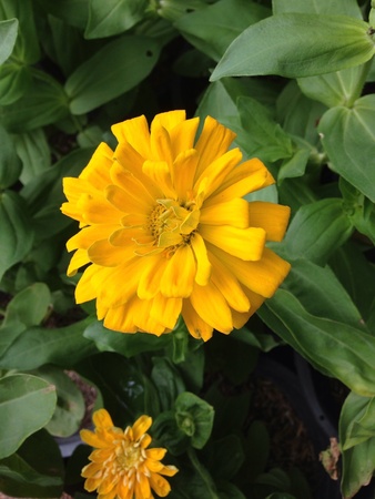 Mary gold flower in the gardenの素材