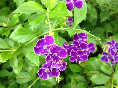 Violet flower in the gardenの素材
