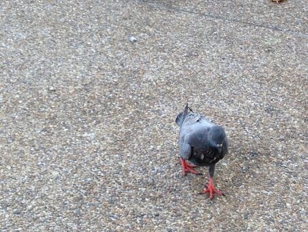 Pigian in the parkの素材
