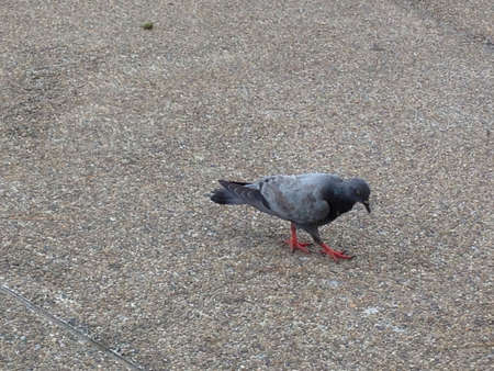 Pigean in the parkの素材