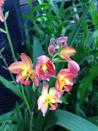 Orchid in the gardenの素材
