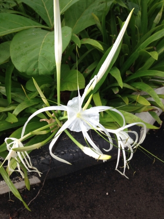 Spider lily in the gardenの素材