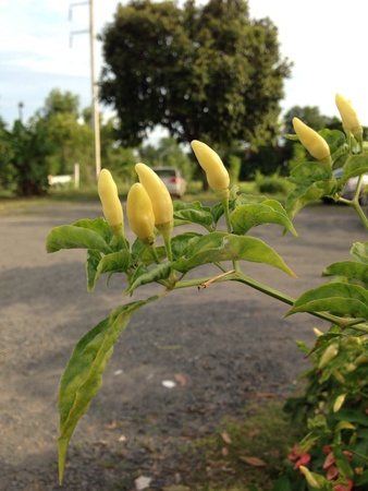 Chilli plant, unripeの素材