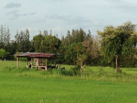 Shed in the rice fieldの素材