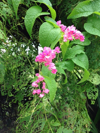 Chain of love or mexican creeper or coral vineの素材
