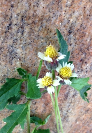 Mexican daisy on mable tableの素材