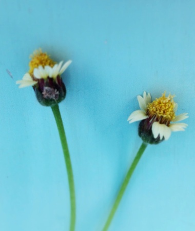 Mexican daisy on sky blue backgroundの素材